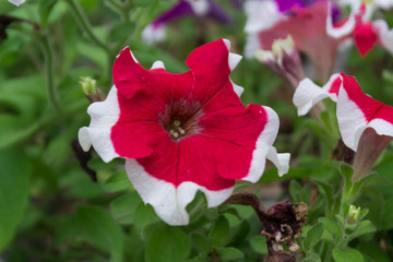 Obraz premium Frost 'Fire' Single Grandiflora Petunia 