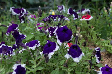 Petunia flowers; Frost Fire and Picota Blue