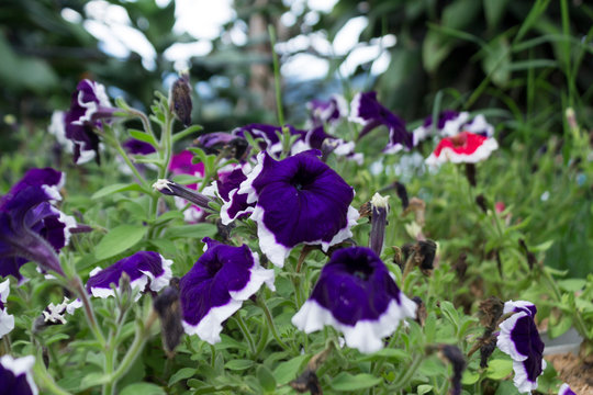 Petunia flowers; Frost Fire and Picota Blue