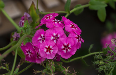 Pinkish White Phlox drummondii or garden phlox flowers. Perennial plant.  Selective focus.