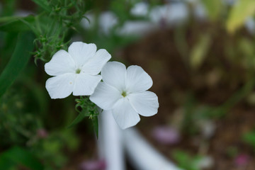 White Phlox drummondii or garden phlox flowers. Selective focus.