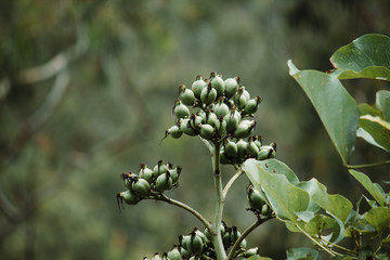 Fototapeta premium Closeup shot of the seeds of plant