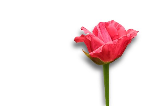 red rose isolated image right side on white background