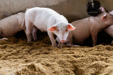 Lovely pig in organic rural farm agricultural. Livestock industry