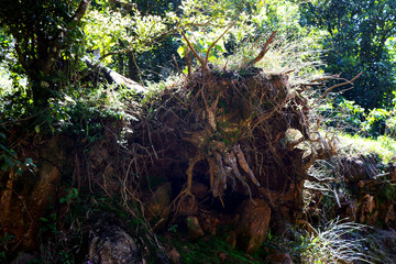 Meghamalai Forest Landscape - Stock Image