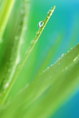 Fototapeta premium grass stalks close-up in drops of grass on a blurred blue background.Grass in the dew.Lawn closeup in raindrops. Natural freshness. grass texture 