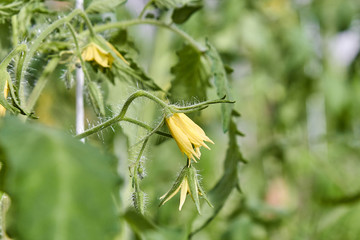 Blooming young tomato bushes seedlings in the greenhouse