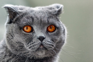Naklejka na ściany i meble Cat Lilac coloured adult Scottish Fold orange eyes and forward-folded ears