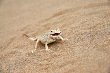Toad-headed Agama (Phrynocephalus mystaceus) on a sand dune in Altyn Emel National Park. Kazakhstan.  