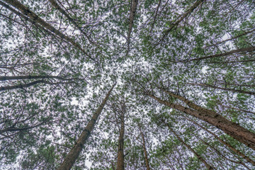 Bottom view of trunks trees in a pine forest
