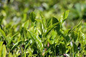 Closeup of fresh green tea leaves 
