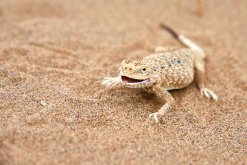 Toad-headed Agama (Phrynocephalus mystaceus) on a sand dune in Altyn Emel National Park....