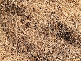 Rice straw or pile of straw on background.