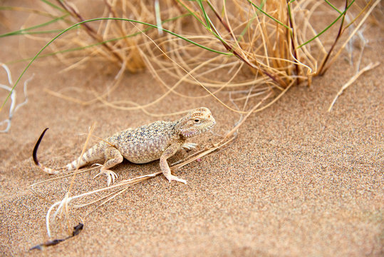 Toad-headed Agama (Phrynocephalus mystaceus) on a sand dune in Altyn Emel National Park. Kazakhstan.  