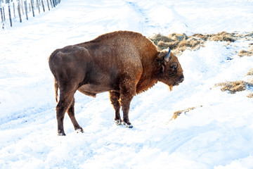 A large brown male bison or wall street bull stands with its mouth open in the snow near the hay. An endangered species of animals listed in the Red Book.