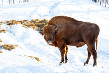 A large brown male bison or wall street bull stands with its mouth open in the snow near the hay. An endangered species of animals listed in the Red Book. © Aleksandr Kondratov