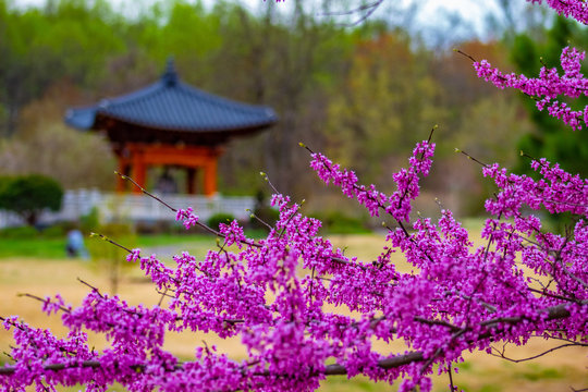 flowers in the garden