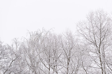 Tree branches covered with snow against the sky in a winter day. Natural abstract background