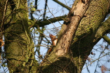 Eichhörnchen im Baum - Sciurus 3