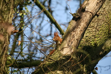 Eichhörnchen im Baum - Sciurus 2