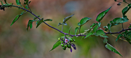 Branch of liana with green leaves and flowers on blurred background.