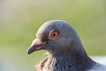 夕日に照らされた鳩の顔のアップ