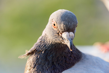 夕日に照らされた鳩の顔のアップ