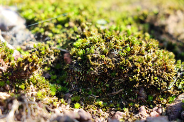 Green sprout growing stock photo