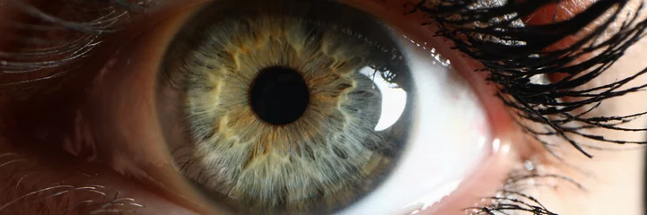 Foto op Aluminium Menselijke groene ogen supermacro close-up achtergrond. Visieconcept controleren © H_Ko
