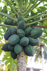 Group Of Raw Green Papaya Fruits Vegetable on Tree