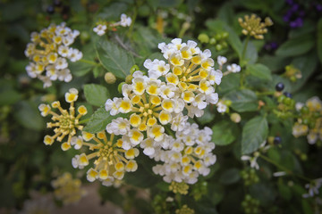 Small yellow and white trumpet shaped flowers make up a larger flower blossom with green softened leaves and dark blue and black berries in the background