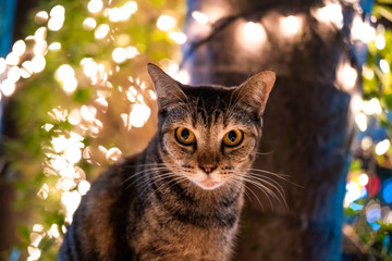 Enlightened Cat with fairy lights in Background
