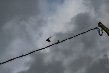 barbed wire on background of blue sky