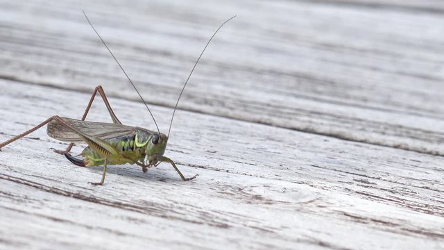 long horned Grasshopper sitting on wood