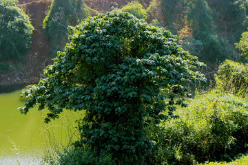 Meghamalai Forest Landscape - Stock Image