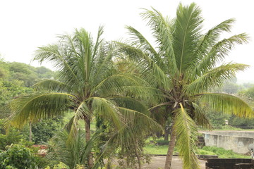 Obraz na płótnie Canvas beautiful coconut tree,natural environment