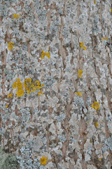 close-up lichen on tree bark 