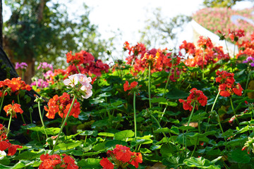 Obraz premium spring time, pink geranium flowers among red geranium flowers with dew drop on it petals against sunlight look refreshing