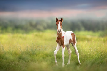 Pinto foal walk on meadow