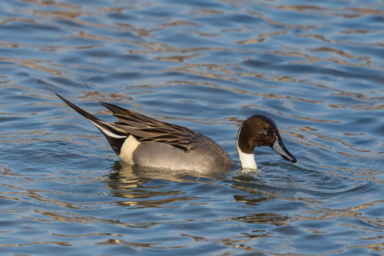 male northern pintail duck (anas acuta) swimming in water