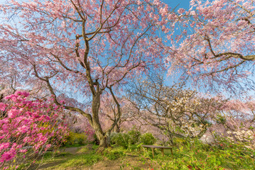 Obraz na płótnie Canvas Fresh pink flowers of sakura growing in Japanese garden, natural background