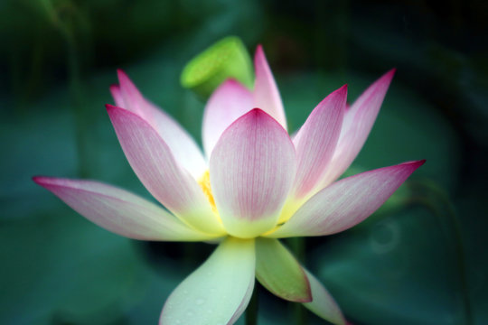 A beautiful pink lotus is fully blooming in the pond