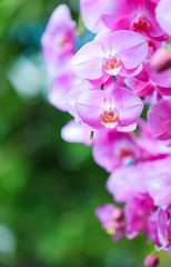 Fototapeta na wymiar Fresh Light Pink Color Orchid Flowers on back background in Greenhouse Plantation. Flower Cultivation for Floral Arrangement, Backdrop, Natural Park, Agriculture, Gardening, Garden Decoration concept.
