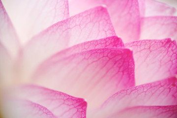 Lotus with pink petals texture in white