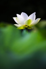 A white lotus stands out outstandingly among the green lotus leaves