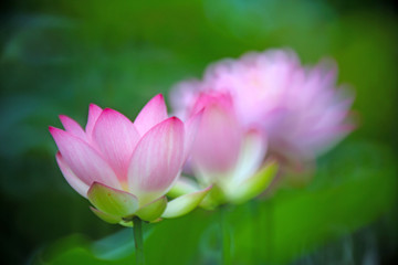 Three pink lotuses lined up in a pond, showing beautiful bokeh changes at different levels