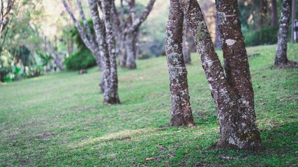 trees in forest