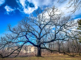 large oak tree in wisconsin during winter with branches on the ground