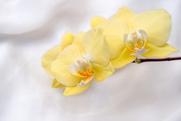 Fototapeta na wymiar The branch of yellow orchids on white fabric background