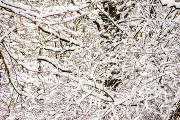 Snow-covered tree branches in a winter Park